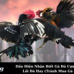 Dấu Hiệu Nhận Biết Gà Đá Cựa Sắt Có Lối Đá Hay (Tránh Mua Gà Dở)