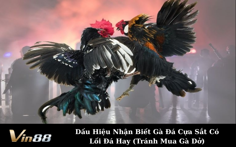 Dấu Hiệu Nhận Biết Gà Đá Cựa Sắt Có Lối Đá Hay (Tránh Mua Gà Dở)