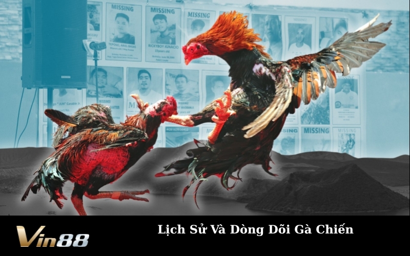 Lịch Sử Và Dòng Dõi Gà Chiến